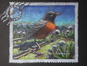 American Robin - Chalk